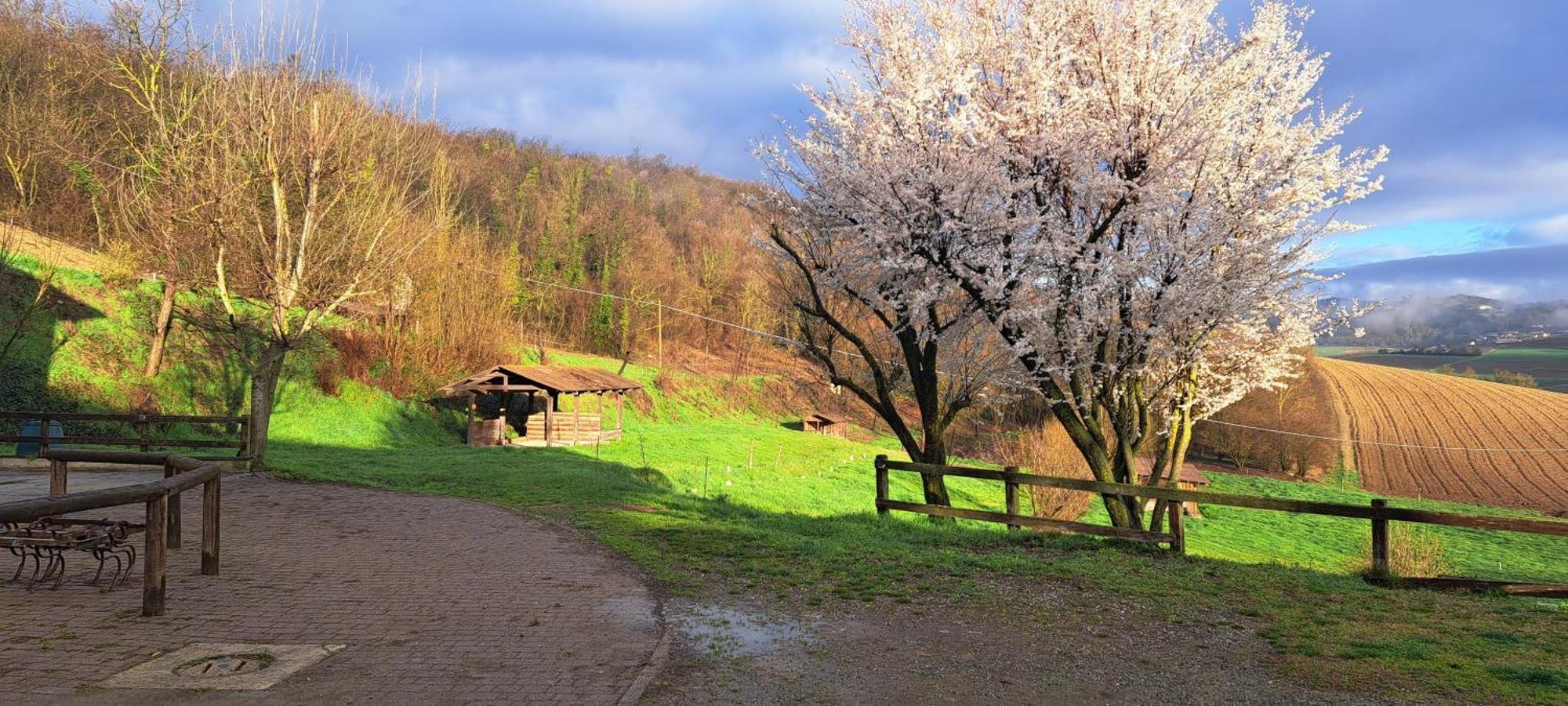 Villa Cascina Fazioli Alfiano Natta Esterno foto