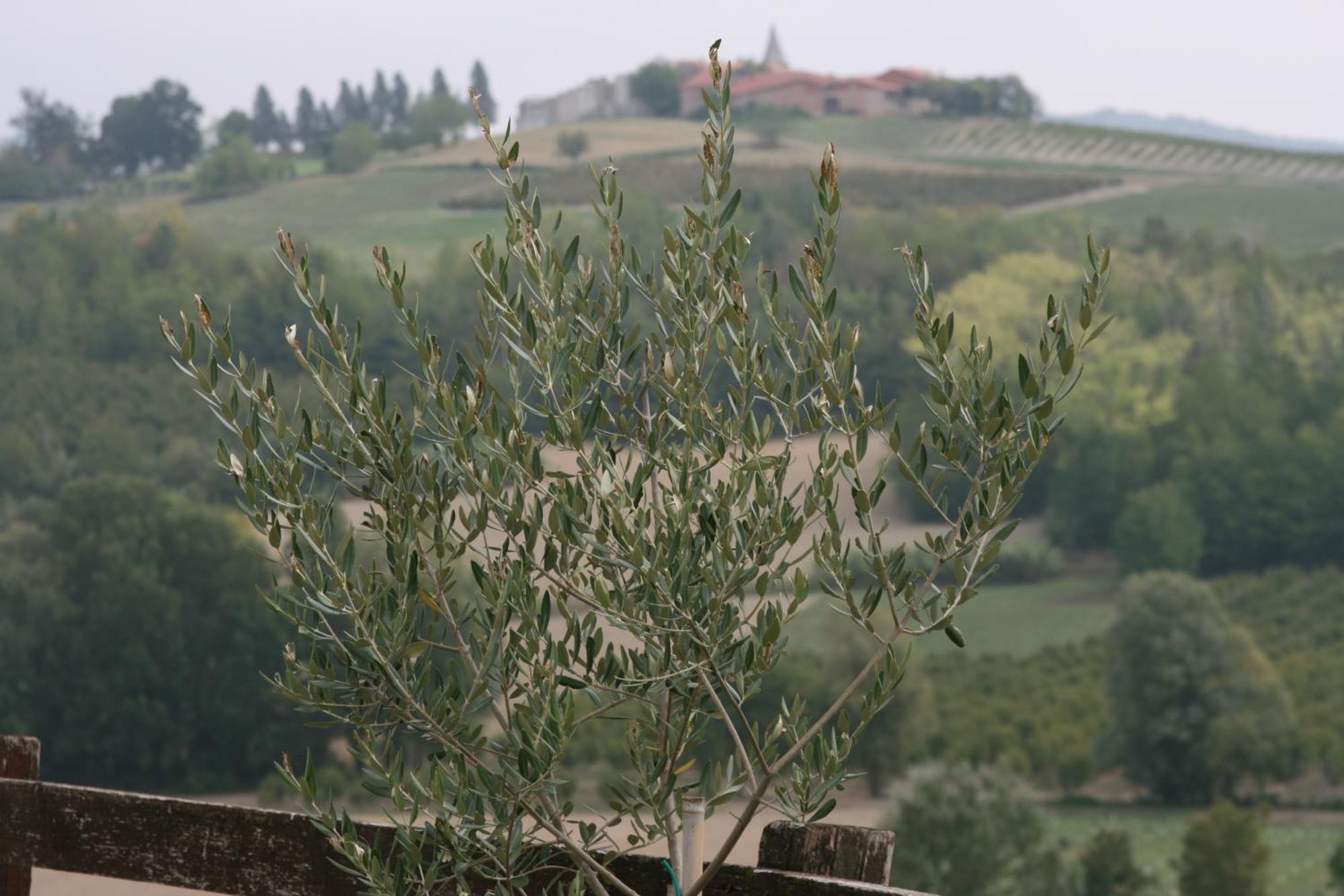Villa Cascina Fazioli Alfiano Natta Esterno foto